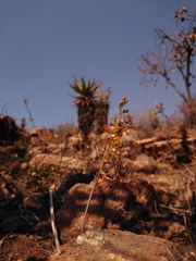 Eulophia tuberculata