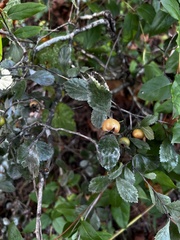 Crataegus brittonii