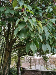 Prunus lusitanica