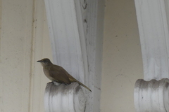 Pycnonotus conradi