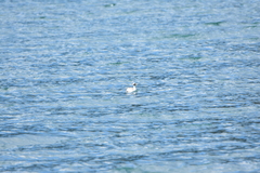 Podiceps occipitalis