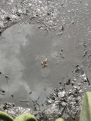 Periophthalmodon schlosseri