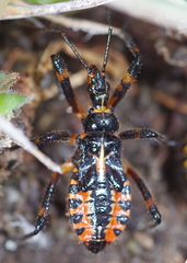 Rhynocoris