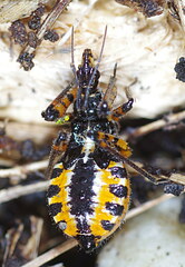 Rhynocoris