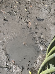 Periophthalmodon schlosseri