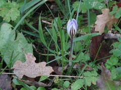 Crocus biflorus