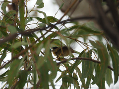 Phylloscopus collybita