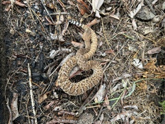 Crotalus ruber