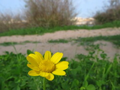 Anacyclus radiatus