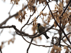 Parus major