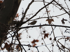 Phylloscopus collybita