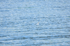 Podiceps occipitalis