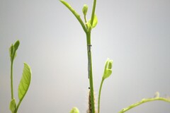 Hypericum gentianoides