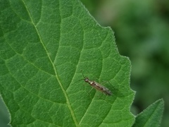 Dicyphus errans