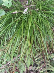 Carex uncinata