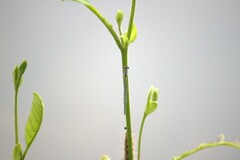 Hypericum gentianoides