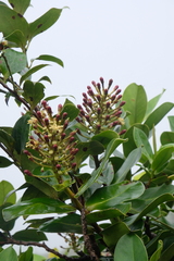 Schwartzia spiciflora