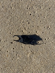 Rostroraja eglanteria