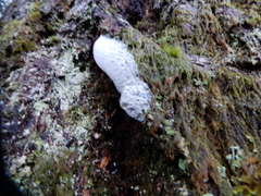 Aphrophora permutata