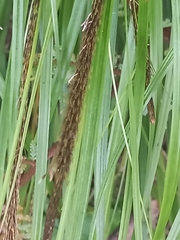Carex uncinata