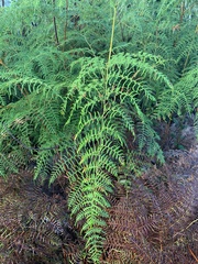 Pteridium caudatum