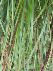 Carex uncinata