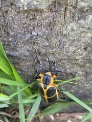 Mecistomela marginata