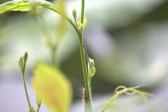 Hypericum gentianoides