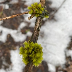 Lewinskya