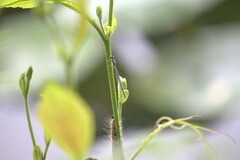Hypericum gentianoides