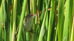 Spartonoica maluroides