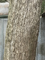 Carya illinoinensis