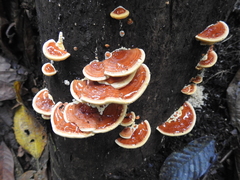 Ganoderma