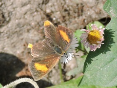 Heliophorus brahma