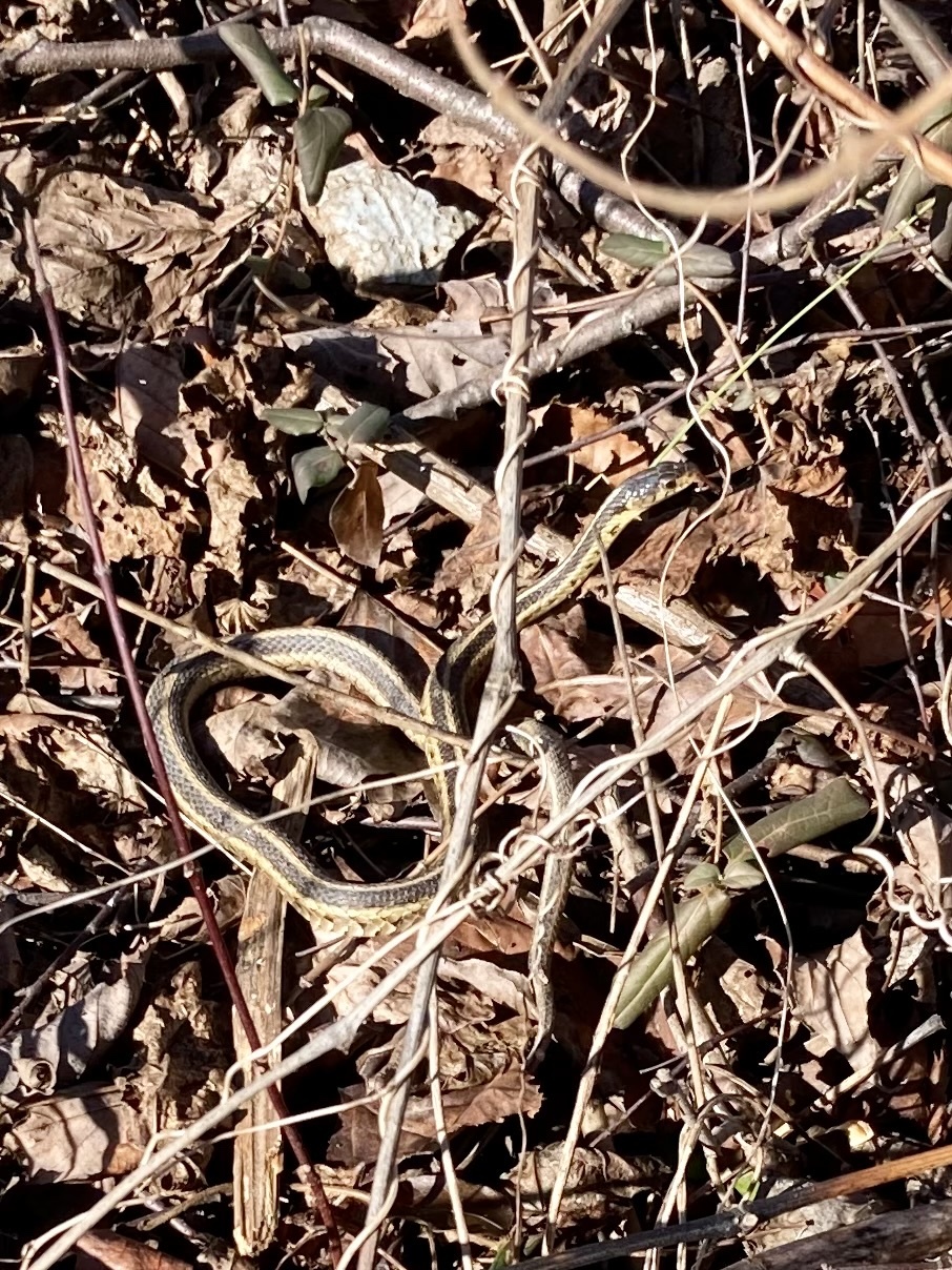 Thamnophis Sirtalis Sirtalis