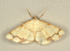 Lomographa indularia