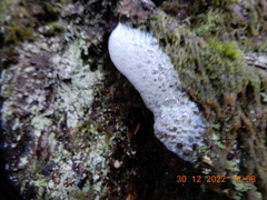 Aphrophora permutata