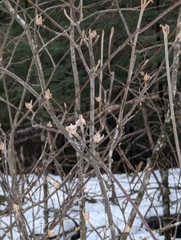 Viburnum lantanoides
