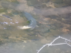 Oncorhynchus tshawytscha