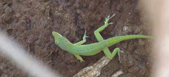 Anolis allisoni