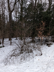 Viburnum lantanoides