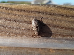 Epitragodes tomentosus