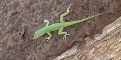 Anolis allisoni