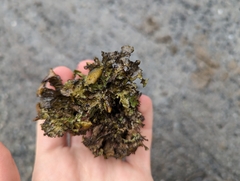 Platismatia tuckermanii