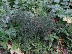 Asparagus acutifolius