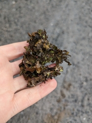 Platismatia tuckermanii