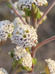 Phylica selaginoides