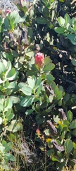 Protea grandiceps