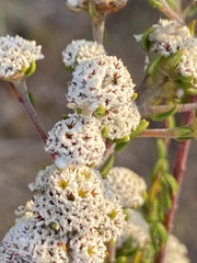 Phylica selaginoides