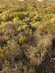 Phylica selaginoides